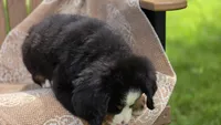 Russell, a male Bernese Mountain Dog for sale in Kalona, IA – 4 of 8