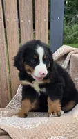 Remi, a female Bernese Mountain Dog for sale in Kalona, IA – 2 of 7