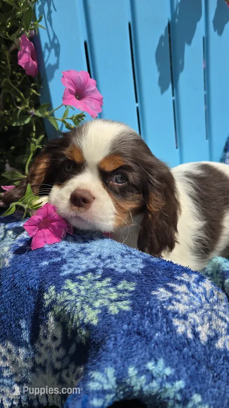 Hershey – Cavalier King Charles Spaniel puppy for sale in Kalona, IA