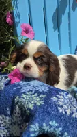 Hershey, a male Cavalier King Charles Spaniel for sale in Kalona, IA – 1 of 9