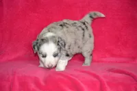 Amber, a female Border Collie and Miniature Australian Shepherd for sale in Kalona, IA – Photo 3 of 6