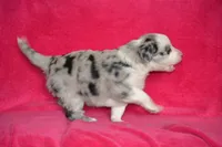 Amber, a female Border Collie and Miniature Australian Shepherd for sale in Kalona, IA – Photo 4 of 6