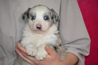 Amber, a female Border Collie and Miniature Australian Shepherd for sale in Kalona, IA – Photo 1 of 6