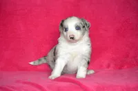 Amber, a female Border Collie and Miniature Australian Shepherd for sale in Kalona, IA – Photo 5 of 6