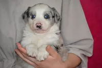 Amber, a female Border Collie and Miniature Australian Shepherd for sale in Kalona, IA – Photo 6 of 6