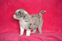 Amber, a female Border Collie and Miniature Australian Shepherd for sale in Kalona, IA – Photo 2 of 6