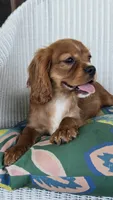 Lady, a female Cavalier King Charles Spaniel for sale in Kalona, IA – 3 of 6
