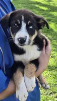 Buddy, a male Border Collie and Miniature Australian Shepherd for sale in Kalona, IA – Photo 1 of 8