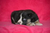 Buddy, a male Border Collie and Miniature Australian Shepherd for sale in Kalona, IA – Photo 2 of 8