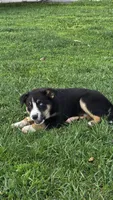 Buddy, a male Border Collie and Miniature Australian Shepherd for sale in Kalona, IA – Photo 3 of 8