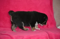 Buddy, a male Border Collie and Miniature Australian Shepherd for sale in Kalona, IA – Photo 6 of 8