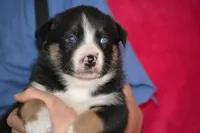 Buddy, a male Border Collie and Miniature Australian Shepherd for sale in Kalona, IA – Photo 3 of 8