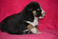 Buddy, a male Border Collie and Miniature Australian Shepherd for sale in Kalona, IA – Photo 7 of 8