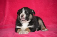 Buddy, a male Border Collie and Miniature Australian Shepherd for sale in Kalona, IA – Photo 5 of 8