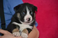 Buddy, a male Border Collie and Miniature Australian Shepherd for sale in Kalona, IA – Photo 8 of 8