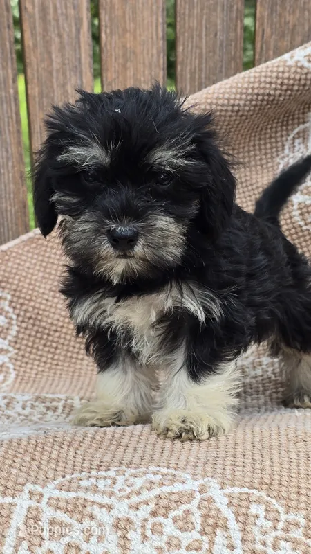 Bailey – Miniature Schnauzer, Shih Tzu puppy for sale in Kalona, IA