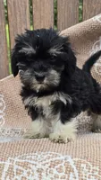 Bailey, a female Miniature Schnauzer and Shih Tzu for sale in Kalona, IA – 1 of 6
