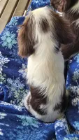 Hershey, a male Cavalier King Charles Spaniel for sale in Kalona, IA – 4 of 9
