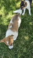 Stella, a female American Eskimo and Jack Russell Terrier for sale in Kalona, IA – 4 of 6