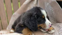 Russell, a male Bernese Mountain Dog for sale in Kalona, IA – 3 of 8