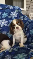Hershey, a male Cavalier King Charles Spaniel for sale in Kalona, IA – 6 of 9