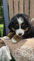 Reese, a male Bernese Mountain Dog for sale in Kalona, IA – 5 of 8