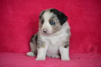 Teddy, a male Border Collie and Miniature Australian Shepherd for sale in Kalona, IA – Photo 4 of 6