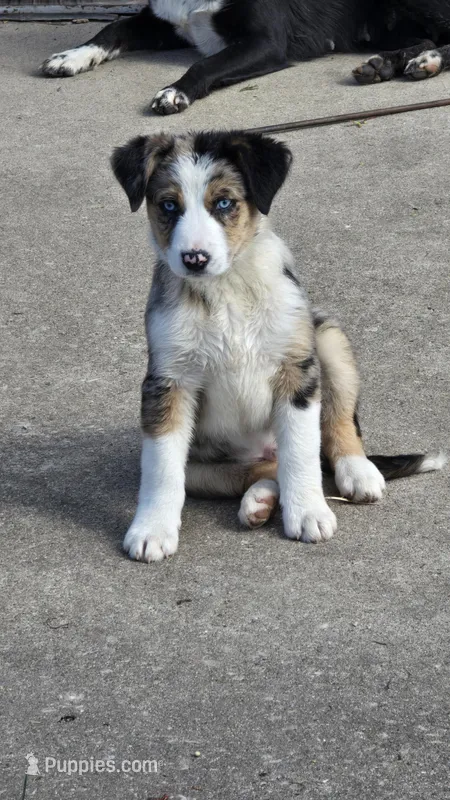 Teddy – Border Collie, Miniature Australian Shepherd puppy for sale in Kalona, IA