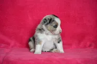 Teddy, a male Border Collie and Miniature Australian Shepherd for sale in Kalona, IA – Photo 5 of 6