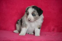 Teddy, a male Border Collie and Miniature Australian Shepherd for sale in Kalona, IA – Photo 3 of 6