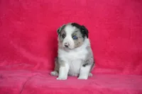 Teddy, a male Border Collie and Miniature Australian Shepherd for sale in Kalona, IA – Photo 2 of 6