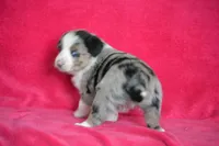 Teddy, a male Border Collie and Miniature Australian Shepherd for sale in Kalona, IA – Photo 6 of 6