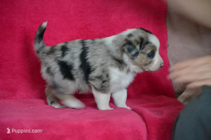 Teddy – Border Collie, Miniature Australian Shepherd puppy for sale in Kalona, IA