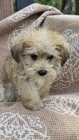 Kylie, a female Miniature Schnauzer and Shih Tzu for sale in Kalona, IA – 4 of 6