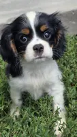Miles, a male Cavalier King Charles Spaniel for sale in Kalona, IA – 4 of 5