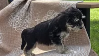 Jersey, a male Miniature Schnauzer and Shih Tzu for sale in Kalona, IA – 4 of 6