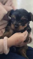 AKC Penelope, a female Yorkshire Terrier for sale in Kalona, IA – 7 of 7