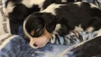 AKC Button, a female Cavalier King Charles Spaniel for sale in Kalona, IA – 3 of 3