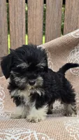 Bailey, a female Miniature Schnauzer and Shih Tzu for sale in Kalona, IA – 3 of 6