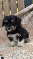 Bailey, a female Miniature Schnauzer and Shih Tzu for sale in Kalona, IA – 5 of 6