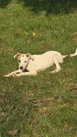 Pansy, a female Jack Russell Terrier and Rat Terrier for sale in Kalona, IA – 2 of 7