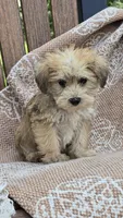 Kylie, a female Miniature Schnauzer and Shih Tzu for sale in Kalona, IA – 3 of 6