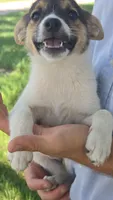 Bella, a female American Eskimo and Jack Russell Terrier for sale in Kalona, IA – 6 of 7