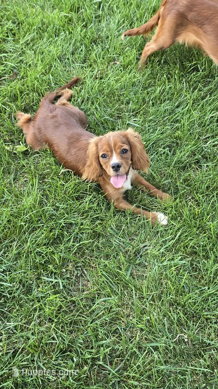 Daffodil – Cavalier King Charles Spaniel puppy on hold in Kalona, IA