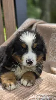 Rex, a male Bernese Mountain Dog for sale in Kalona, IA – 5 of 10