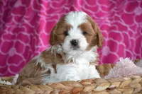 Charla, a female Cavapoo for sale in Kalona, IA – Photo 1 of 8