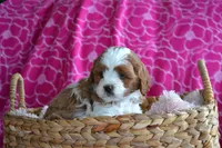 Charla, a female Cavapoo for sale in Kalona, IA – Photo 3 of 8