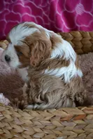 Charla, a female Cavapoo for sale in Kalona, IA – Photo 6 of 8