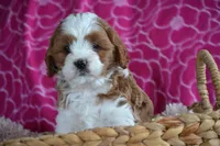 Charla, a female Cavapoo for sale in Kalona, IA – Photo 5 of 8
