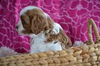 Charla, a female Cavapoo for sale in Kalona, IA – Photo 4 of 8